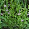 Mimulus ringens