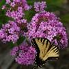 Phlox paniculata 'Jeana'