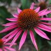 Echinacea 'Pica Bella'