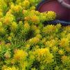 Sedum rupestre 'Angelina'