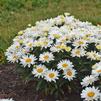 Leucanthemum superbum 'Cream Puff'