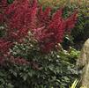 Astilbe x arendsii 'Fanal'