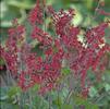 Heuchera sanguinea 'Ruby Bells'