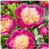 Paeonia lactiflora 'Bowl of Beauty'