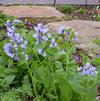 Mertensia virginica