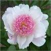 Paeonia lactiflora 'Do Tell'