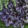 Ajuga reptans 'Black Scallop'