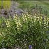 Baptisia 'Vanilla Cream'