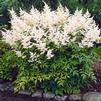 Astilbe x arendsii 'Bridal Veil'