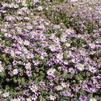 Aster (syn Symphyotrichum) oblongifolius