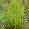 Juncus tenuis