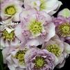 Helleborus 'Flower Girl'