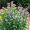 Eupatorium dubium 'Little Joe'