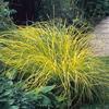 Carex elata 'Bowles Golden'