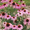 Echinacea purpurea 'Prairie Splendor'