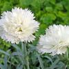 Dianthus 'Early Bird Frosty'