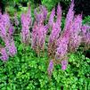 Astilbe chinensis 'PURPLE CANDLES Purpurkerze'