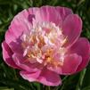 Paeonia lactiflora 'Bowl of Love'