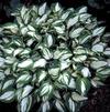 Hosta 'Pandora's Box'