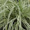 Carex oshimensis 'Everest'