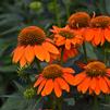 Echinacea 'Sombrero Adobe Orange'