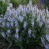 Salvia nemorosa 'Bumblesky'