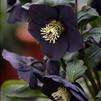 Helleborus 'New York Night'