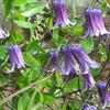 Clematis 'Rooguchi'