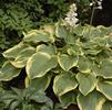 Hosta 'Earth Angel'