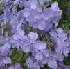 Phlox divaricata 'Blue Moon'