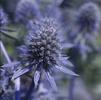 Eryngium planum 'Blue Glitter'