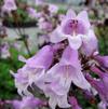 Penstemon digitalis 'Pocahontas'