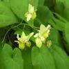 Epimedium x versicolor 'Sulphureum'