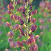 Baptisia 'Twilite Prairieblues'