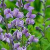 Baptisia 'Purple Smoke'