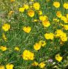 Coreopsis lanceolata