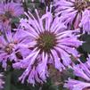 Monarda x didyma 'Blue Moon'