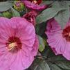 Hibiscus 'Berry Awesome'