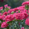 Dianthus 'Raspberry Ruffles FRUIT PUNCH'