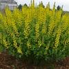 Baptisia 'American Goldfinch'