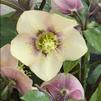 Helleborus 'Sandy Shores'