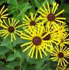 Rudbeckia subtomentosa 'Henry Eilers'