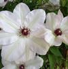 Clematis 'Miss Bateman'