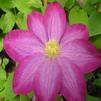 Clematis 'Pink Champagne'