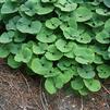 Asarum canadense