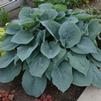 Hosta 'Blueberry Muffin'