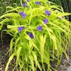 Tradescantia 'Sweet Kate'