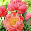 Paeonia lactiflora 'Coral Charm'