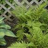 Athyrium filix-femina 'Lady in Red'