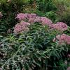 Eupatorium fistulosum